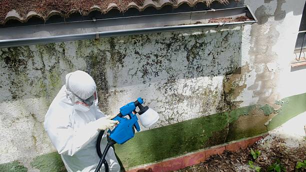 Top rated local Mold Remediation specialists in Morristown, TN
